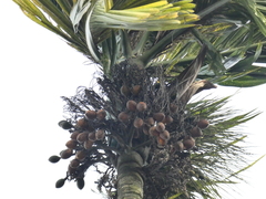 Areca catechu