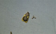 Prooedema inscisalis