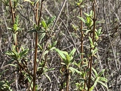 Diplacus aurantiacus