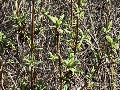 Diplacus aurantiacus