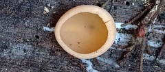 Ciboria