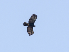Spizaetus tyrannus