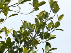 Artocarpus heterophyllus