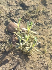 Psilocarphus brevissimus