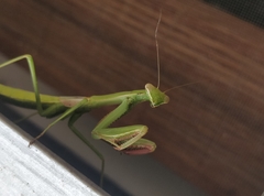 Coptopteryx argentina