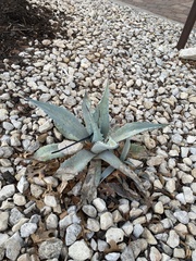 Agave asperrima