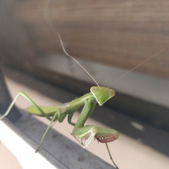 Coptopteryx argentina