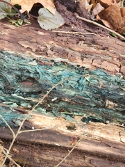 Chlorociboria