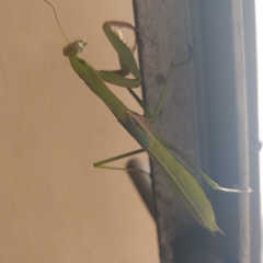 Coptopteryx argentina