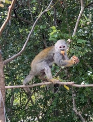Saimiri sciureus