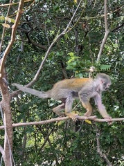 Saimiri sciureus