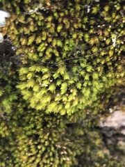Nyholmiella obtusifolia