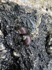 Littorina sitkana