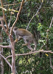 Saimiri sciureus