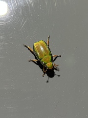 Anoplognathus smaragdinus