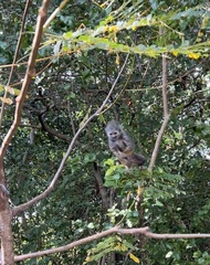 Saimiri sciureus