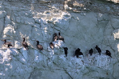 Leucocarbo magellanicus