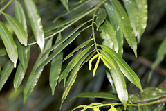 Podocarpus