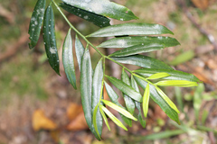 Podocarpus