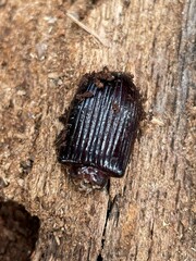 Odontotaenius disjunctus