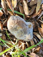 Hypomyces microspermus