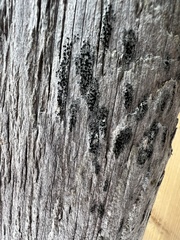 Cresponea chloroconia