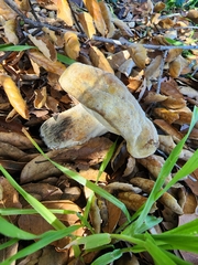 Hypomyces microspermus