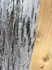 Cresponea chloroconia