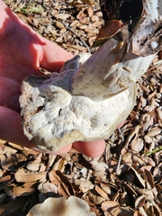 Hypomyces microspermus