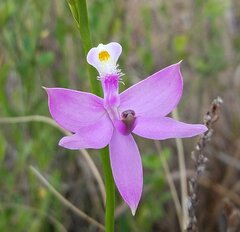 Calopogon tuberosus