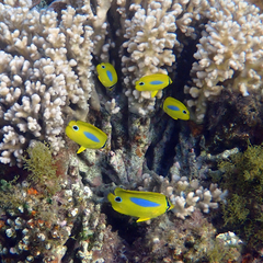 Chaetodon plebeius