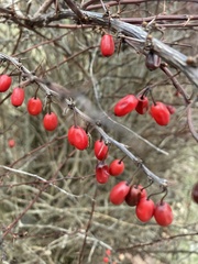 Berberis thunbergii