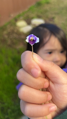 Viola
