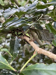 Umbonia
