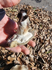 Hypomyces microspermus