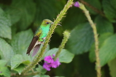 Microchera cupreiceps