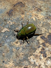 Anoplognathus smaragdinus