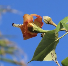 Hibiscus elatus