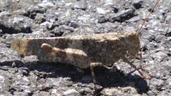 Oedipoda coerulea