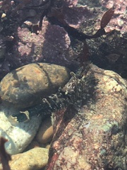 Heptacarpus pugettensis