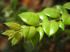 Luma apiculata
