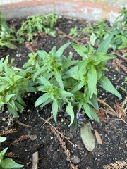 Parietaria pensylvanica