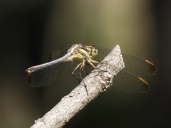 Dasythemis mincki