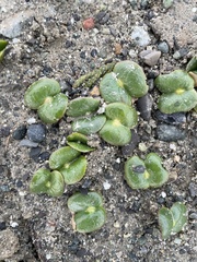 Lupinus densiflorus densiflorus