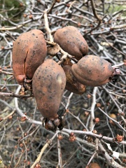 Chaenomeles