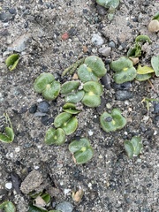 Lupinus densiflorus densiflorus