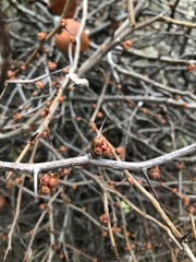 Chaenomeles