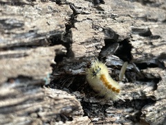 Lophocampa annulosa