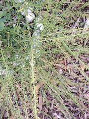 Lepidium africanum