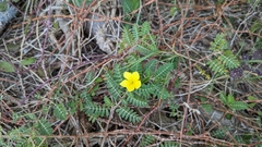 Tribulus cistoides